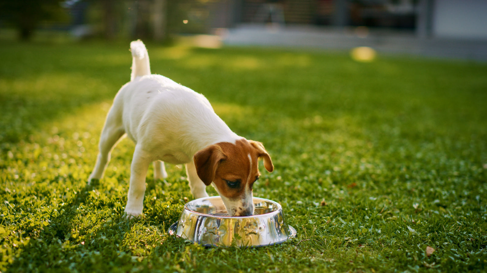 Dog over drinking fashion water