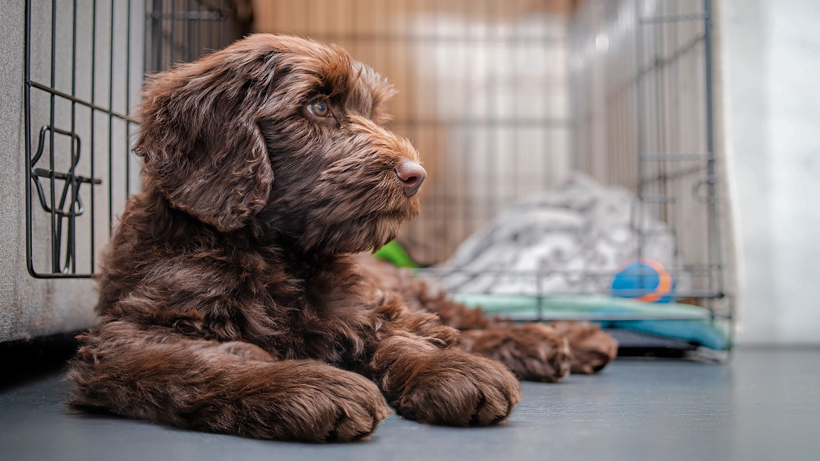 Beautiful view of Crate Training A Puppy Scale