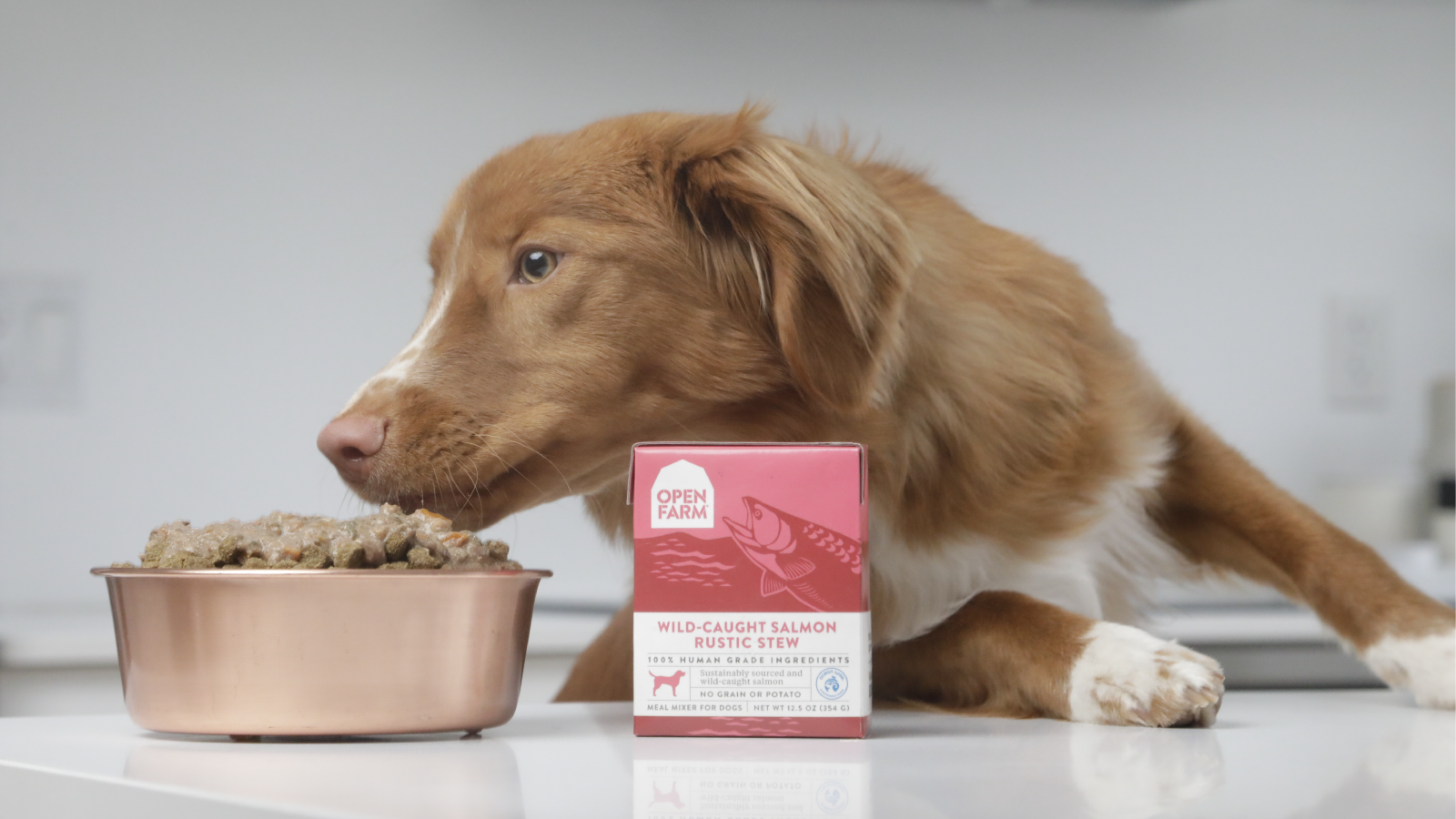 Best tasting puppy food for picky eaters online