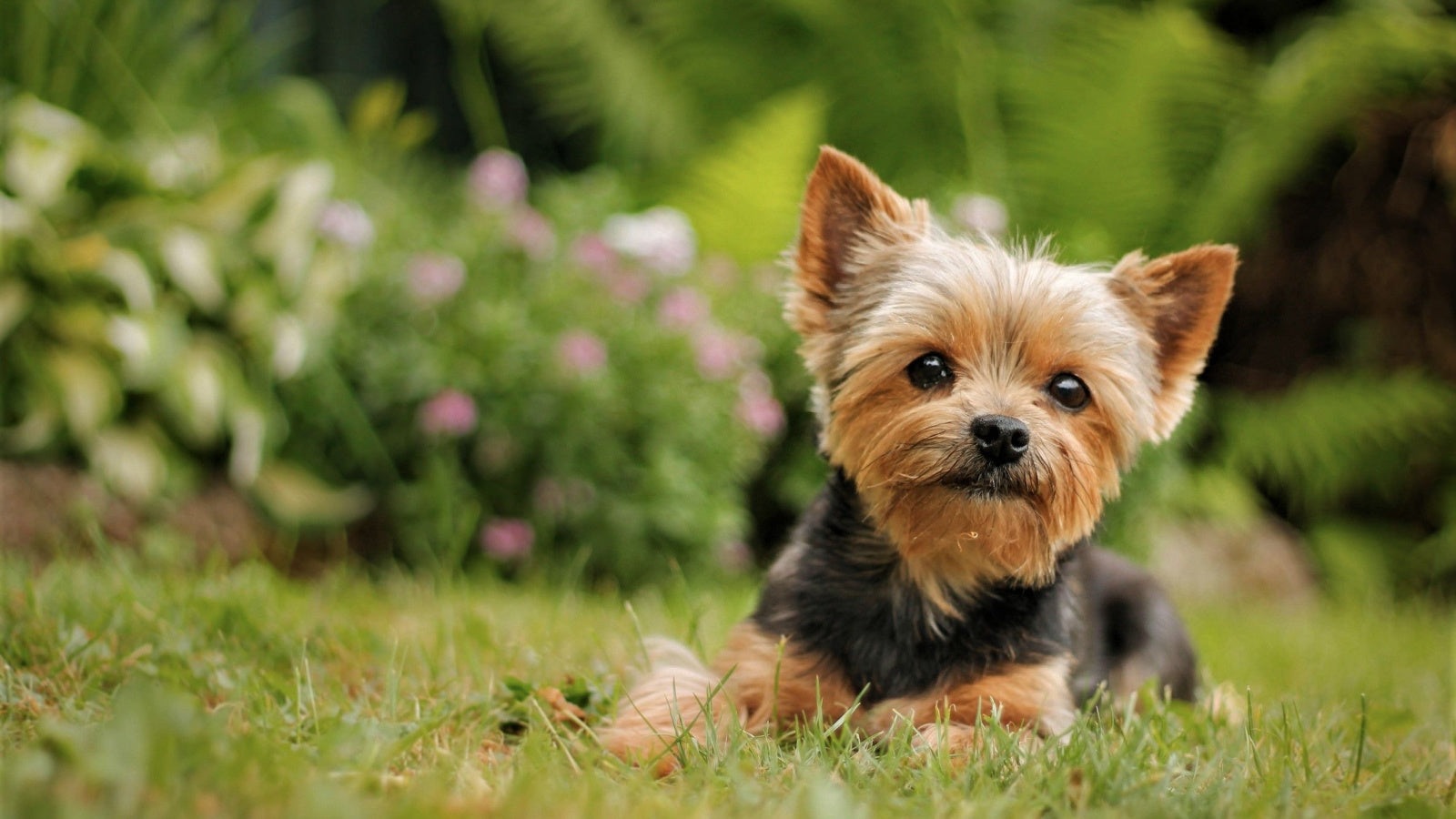 what is the best dog food for a yorkie