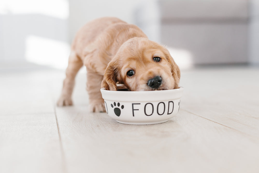 How long should i feed puppy food best sale