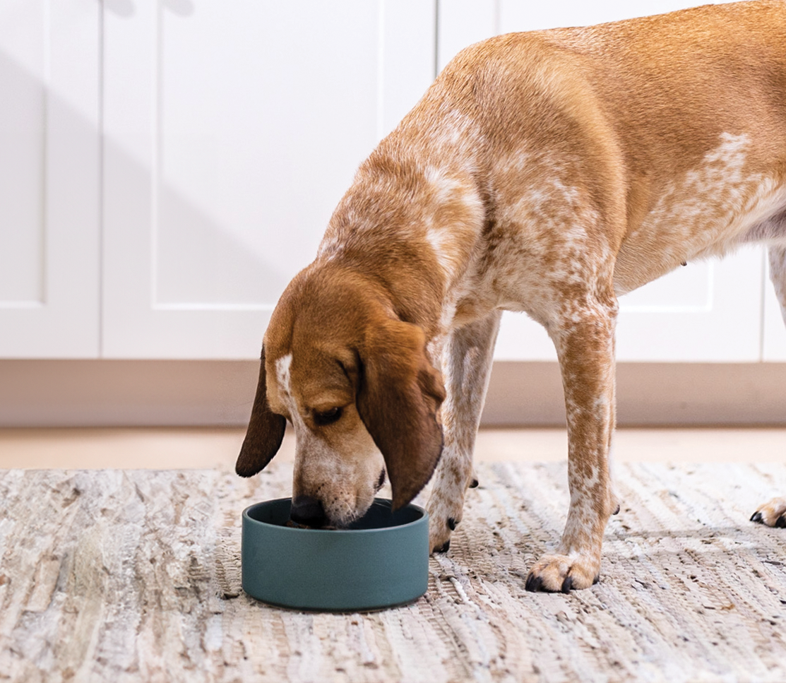 Harvest Chicken Hearty Stew Wet Dog Food