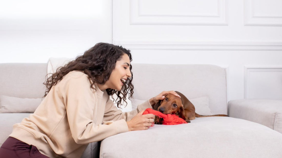 Is Freeze Dried Food Good For Dogs Is Freeze Dried Food Good For Dogs