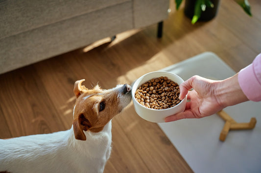 A dog looking at a bowl of dry food being held by a person.