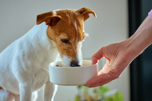 Pet parent serving high-quality kibble to their dog.