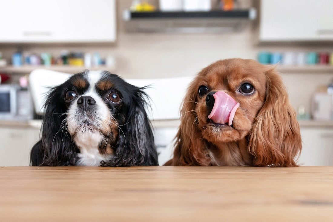 Two Cavalier King Charles Spaniels peeking over a wooden table, with one licking its nose.