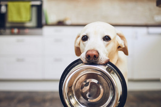 Yellow Labrador retriever holding a stainless-steel food bowl in its mouth in a bright kitchen