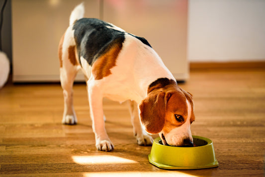 Beagle eating dry dog food from a green bowl on a hardwood floor in a sunlit kitchen.