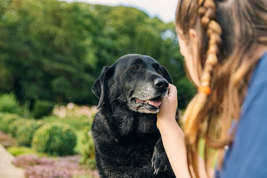 A girl gently holds the face of her black senior dog outdoors in a green garden.