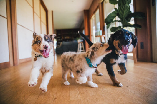 Three playful puppies running indoors on a wooden floor, with one puppy nuzzling another as they move toward the camera.