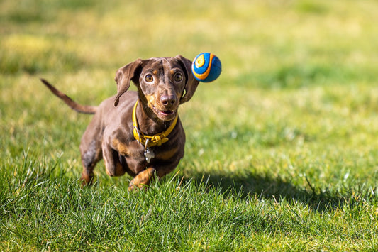 Brown dachshund running through green grass with a blue-and-orange ball midair in front of its face.