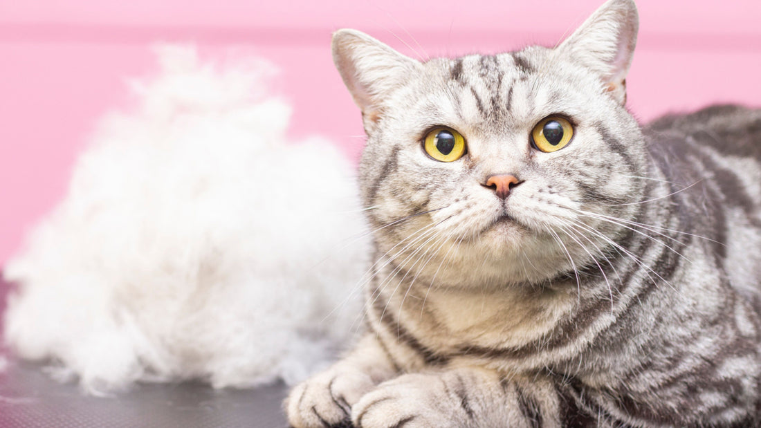 Best Cat Food for Shedding