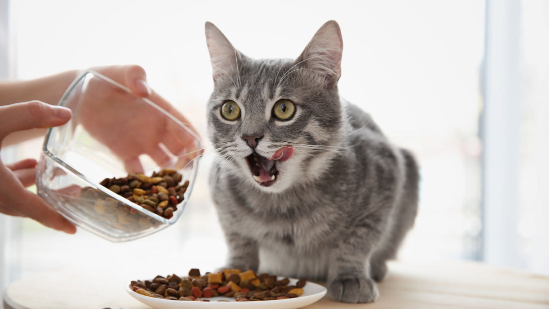 Best Cat Food for Constipation