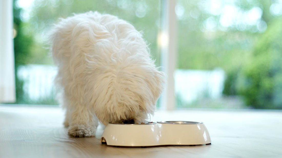 A fluffy white dog eating from its food bowl.