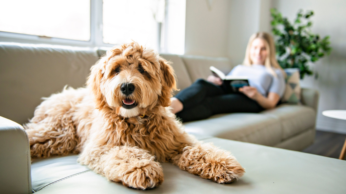 Best dog food for goldendoodle best sale