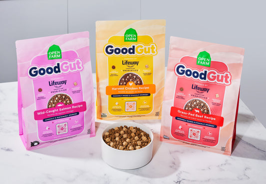 Dog Gut Health, Explained by a Veterinary Nutritionist