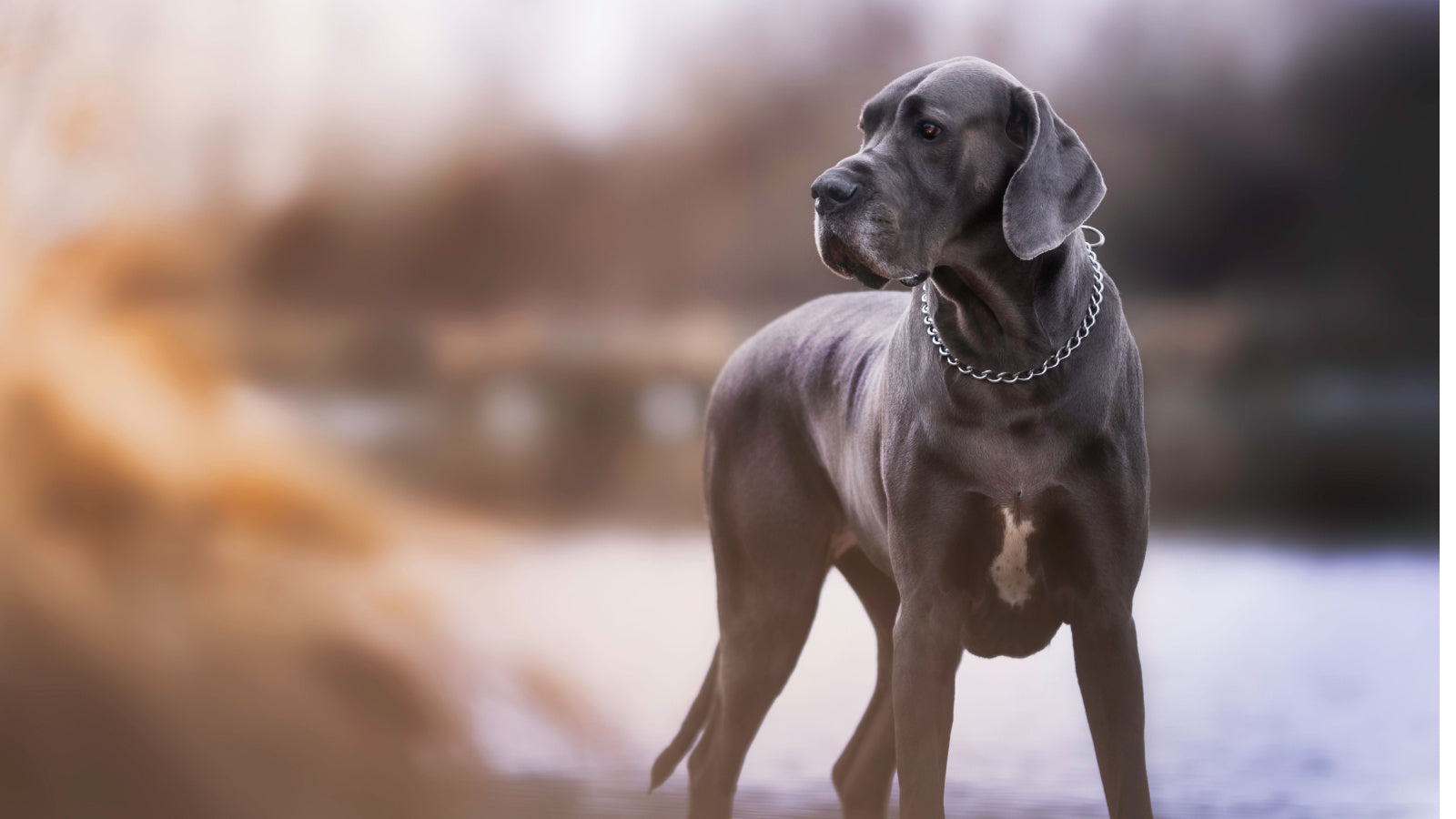 Best Dog Food for Great Danes | Open Farm