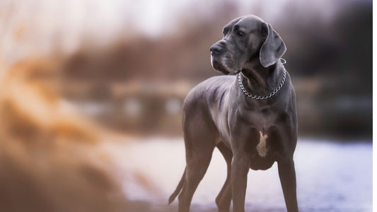 Best Dog Food for Great Danes