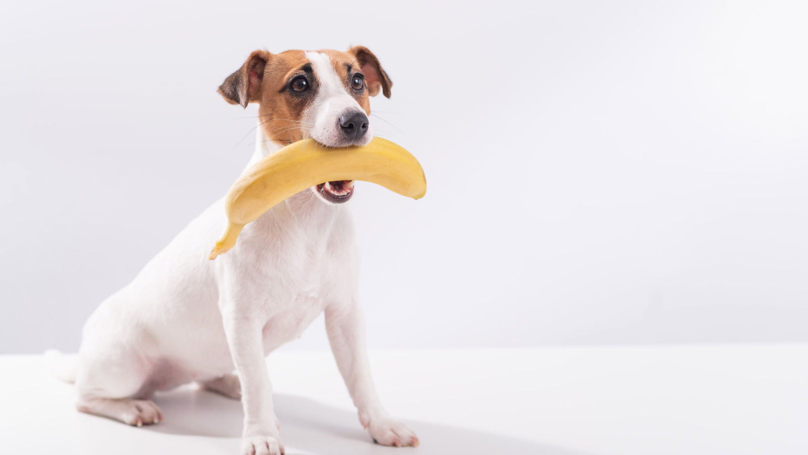 Banana peels bad for dogs 2025