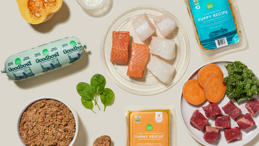 Why Pet Parents Everywhere Are Making the Switch to Freshly Crafted Dog Food