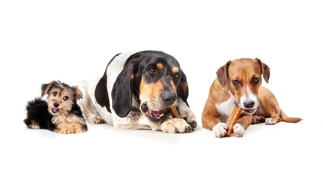 Three dogs laying down and chewing treats.