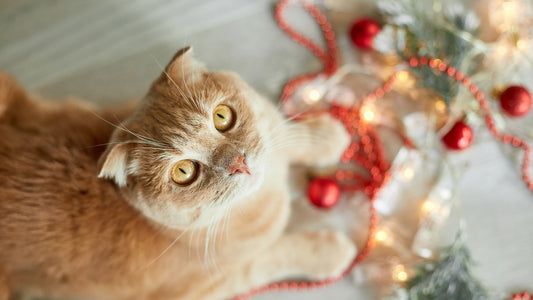 Black and white cat with gift box with red ribbon.