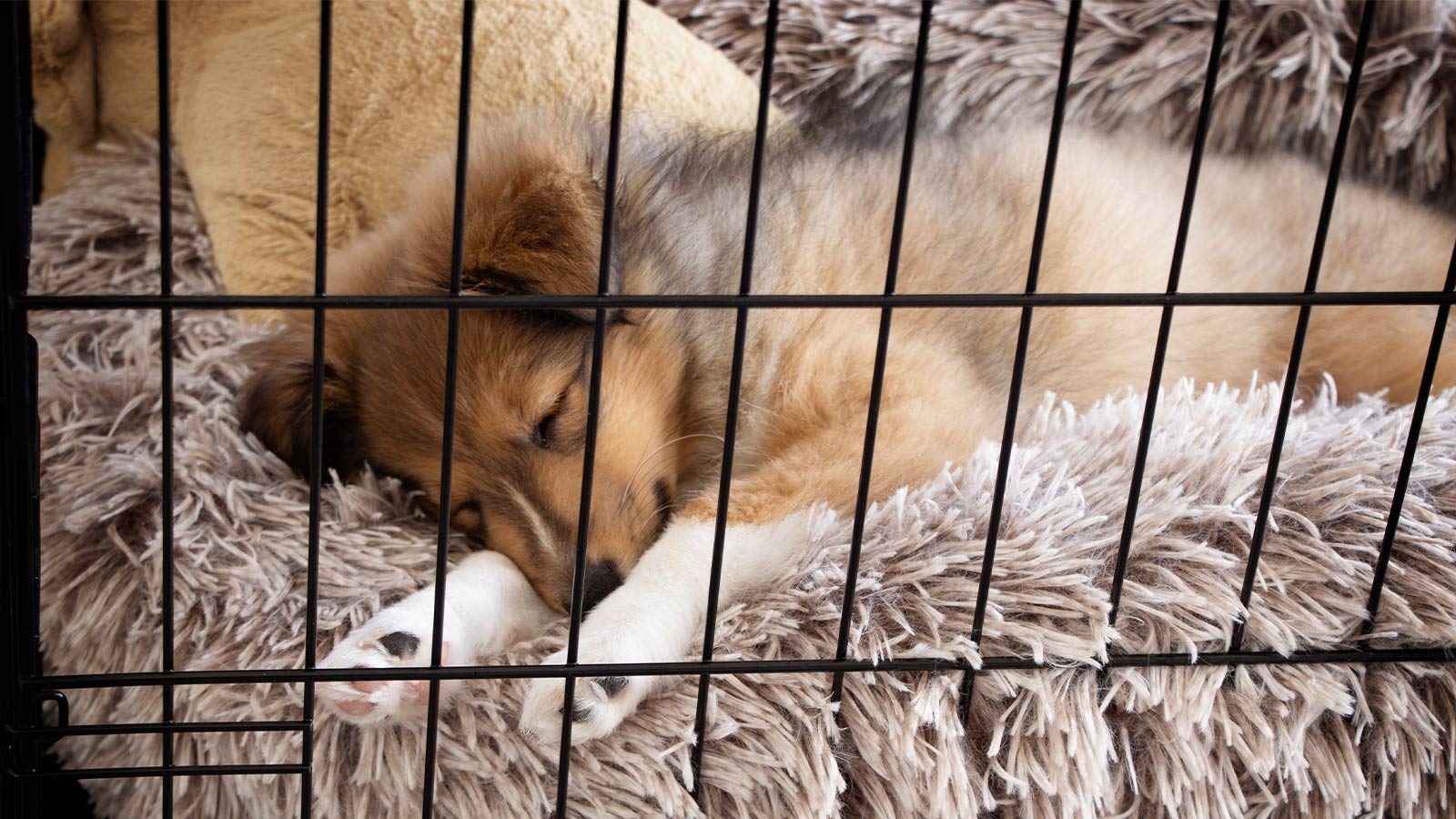Picture of Choosing the Best Crate for Your Dog – Open Farm