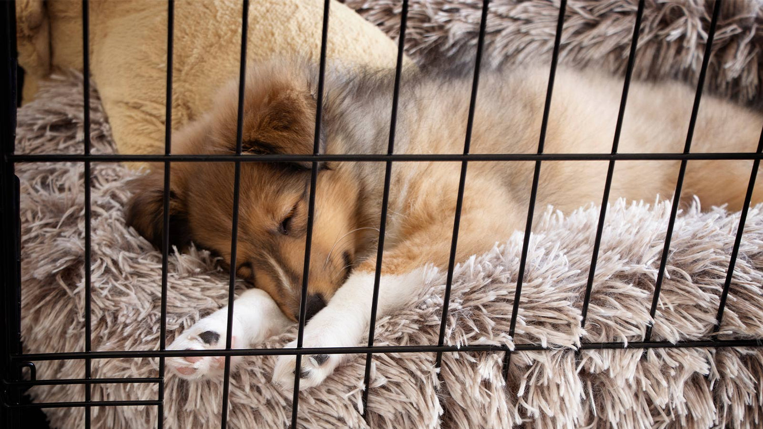 Choosing the Best Crate for Your Dog – Open Farm