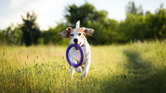 Active Pet Dog Running in a Field with a Donut Chew Toy