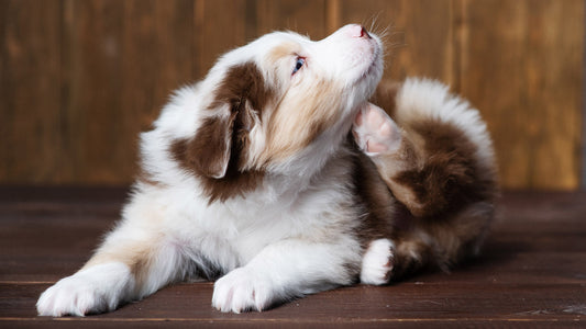 Brown and white dog lying and scratching its neck.