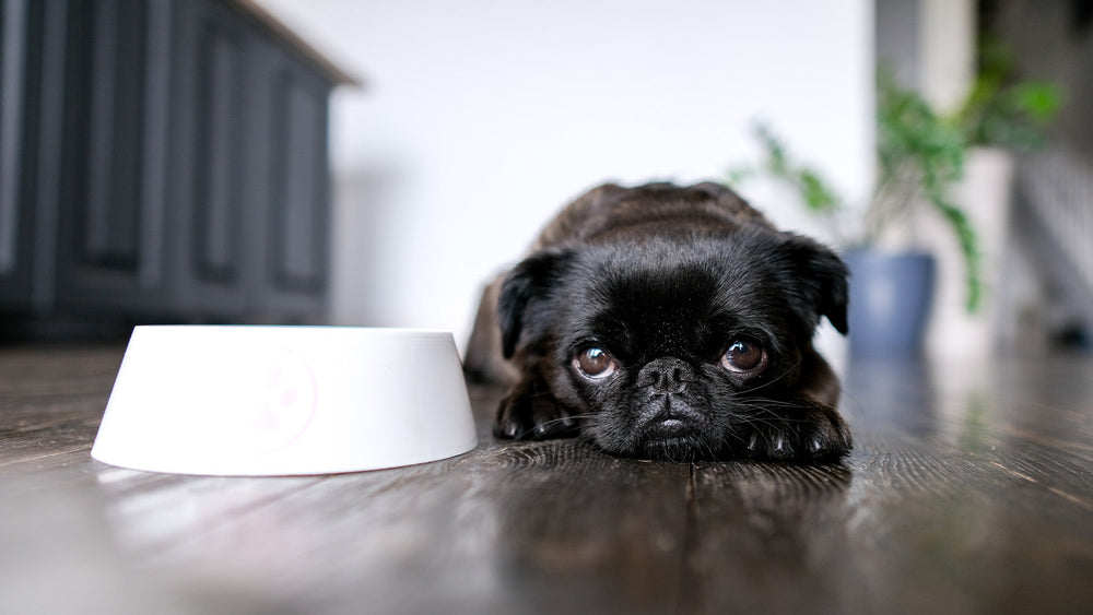 premium-pet-nutrition-for-cats-dogs-open-farm