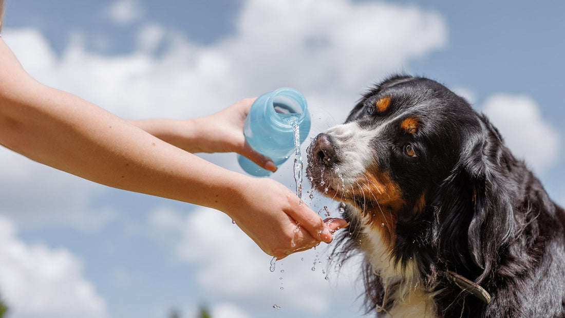 How to Help Keep Your Dog Hydrated | Open Farm How to Help Keep Your Dog Hydrated | Open Farm