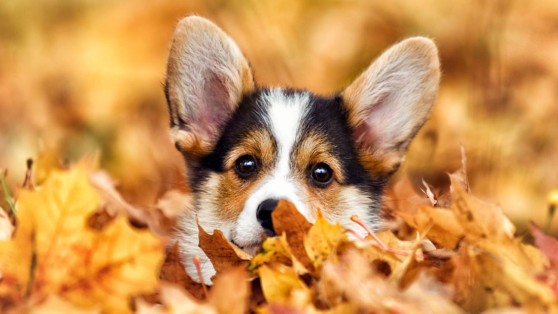 A brown, white, and black dog in playing in fall leaves.