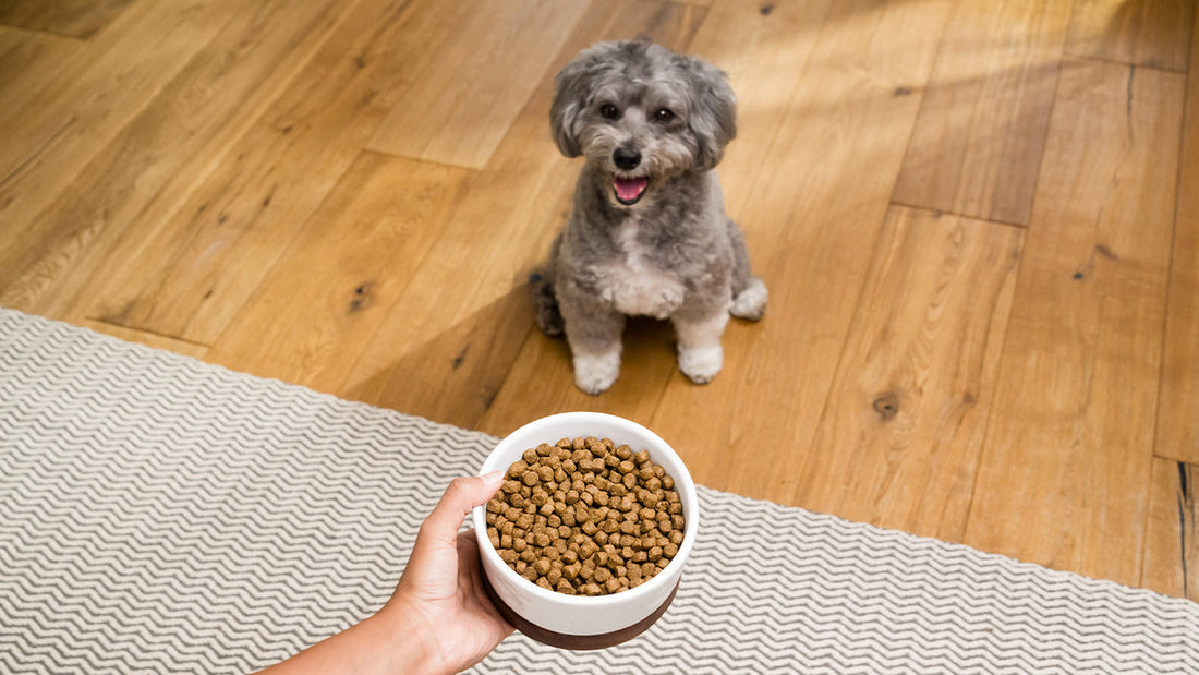 Introducing kibble in a dog food bowl to a sitting grey puppy