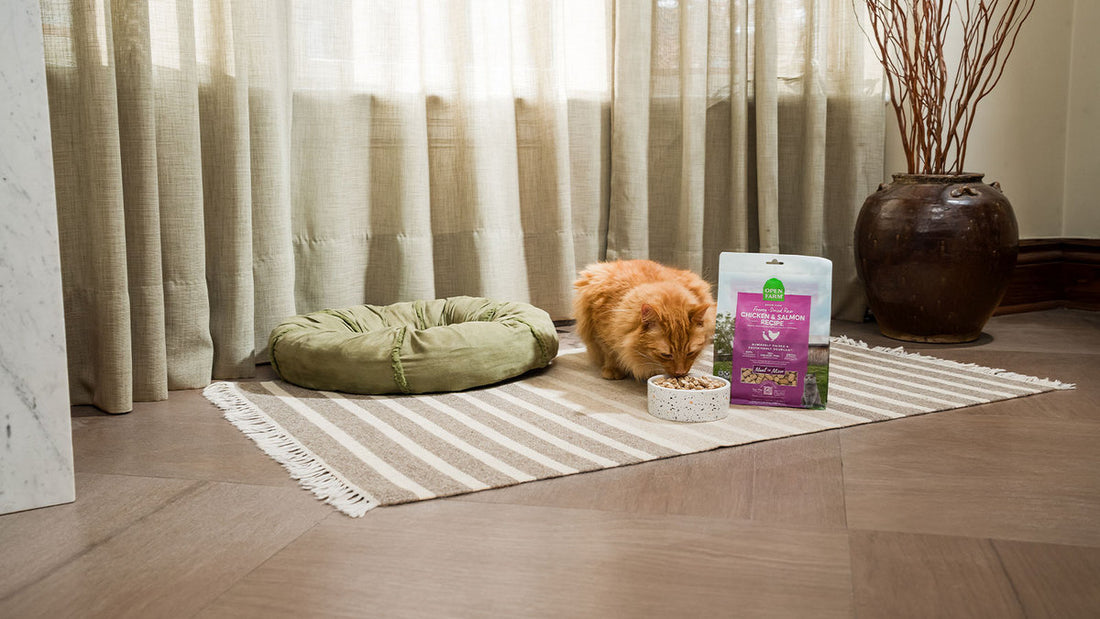 Cat eating healthy cat food with the benefits of freeze dried cat food