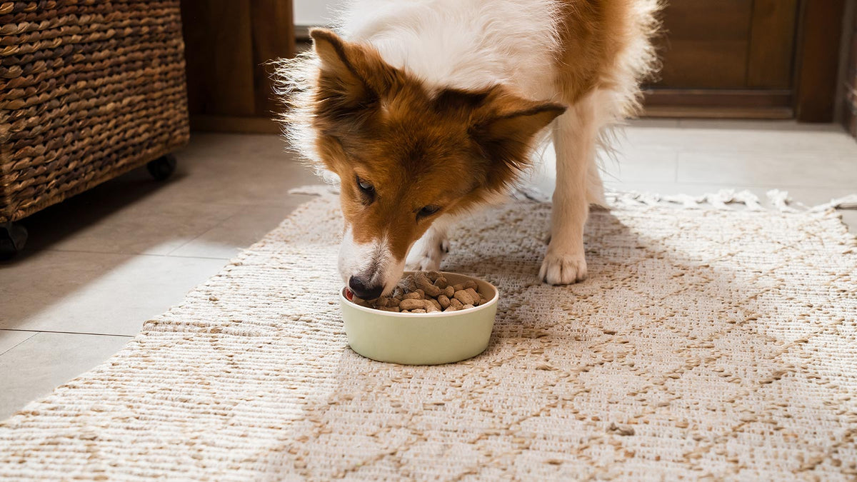 Photo inspiration: Picture Idea: 7 Benefits Of Probiotics For Dogs