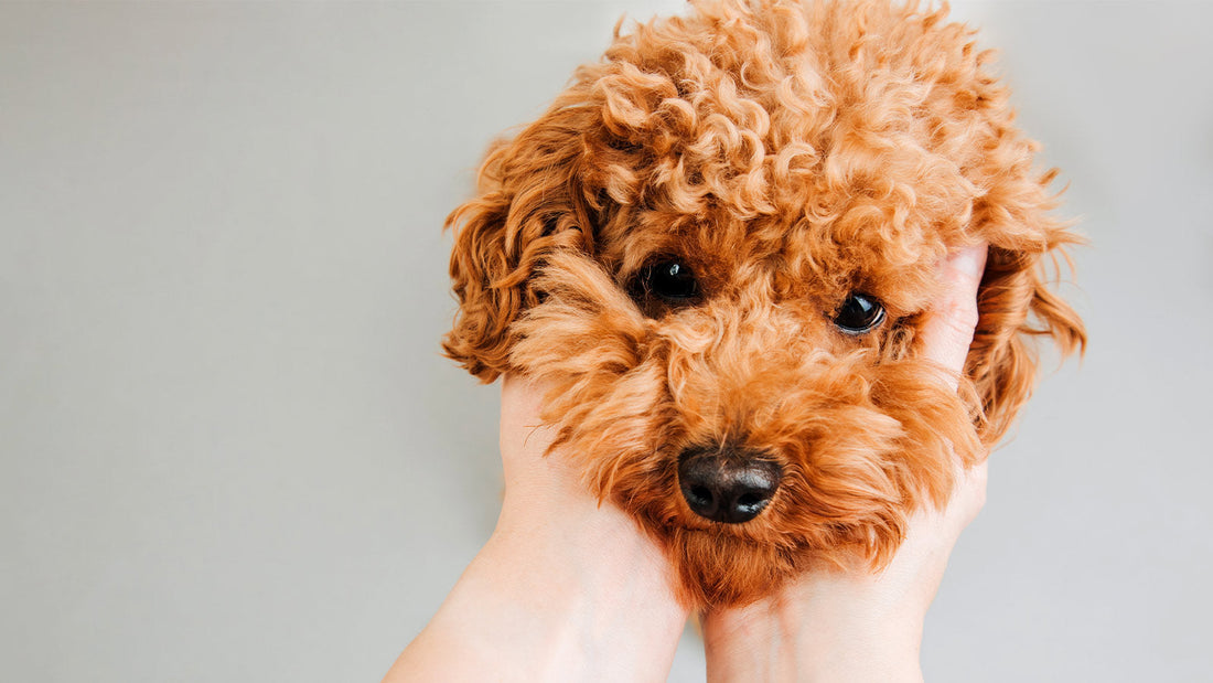 Brown Non Shedding Dogs Hypoallergenic Non Shedding Herding Dogs