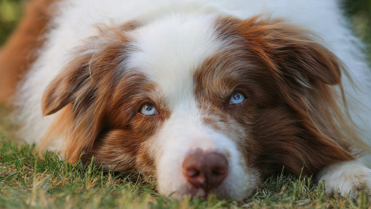 Prevent Pet Overfeeding: Signs & Prevention | Open Farm