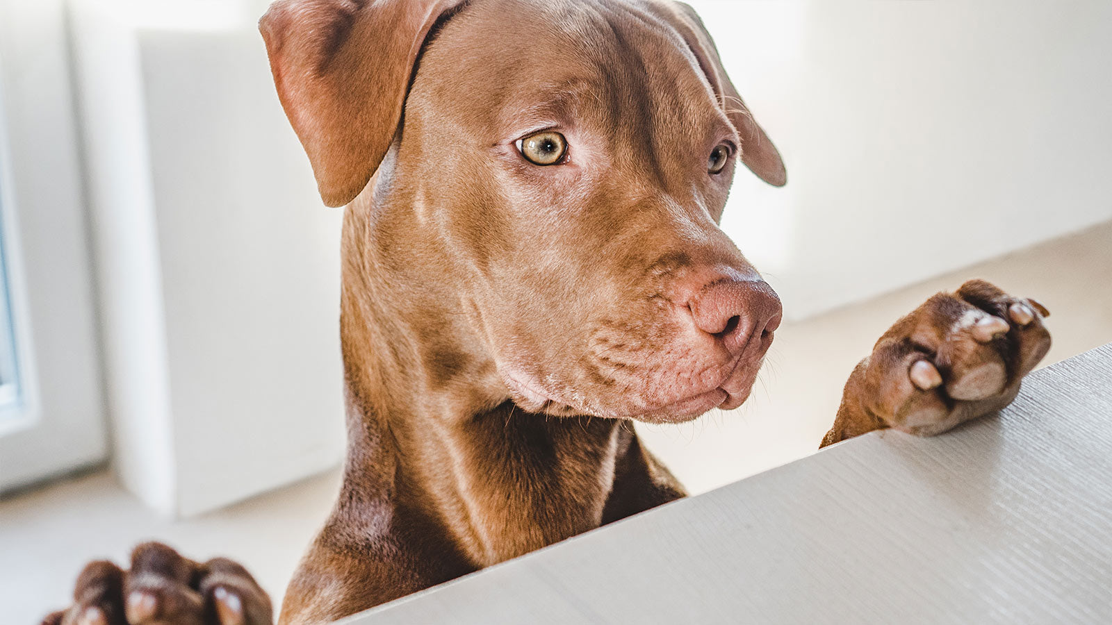 What Should I Do If My Dog Eats Chocolate? | Open Farm