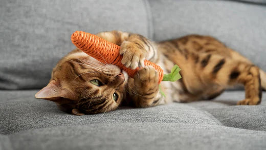 Why do Cats Love Catnip?