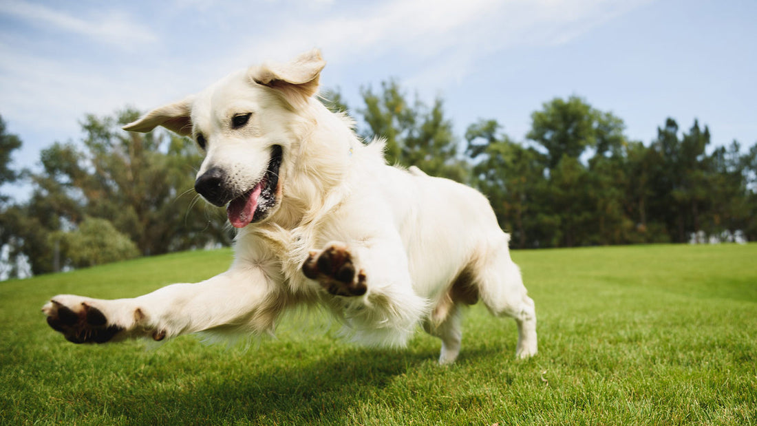 Happy dog running through a grass field