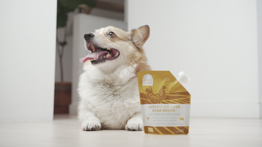 Benefits of Bone Broth for Dogs