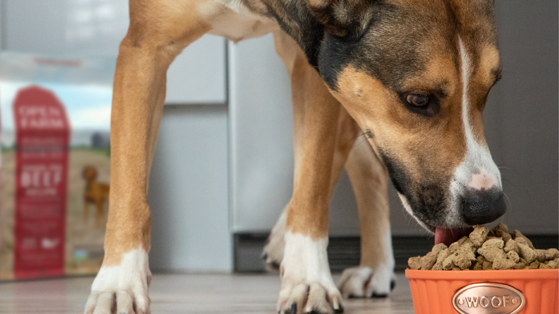 Benefits of Grass Fed Beef for Dogs and Cats Open Farm