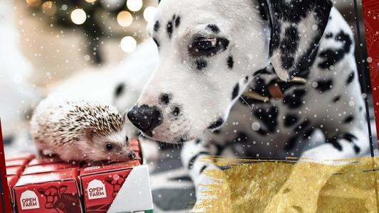 Open Farm Guide to Best Holiday Dog Gifts