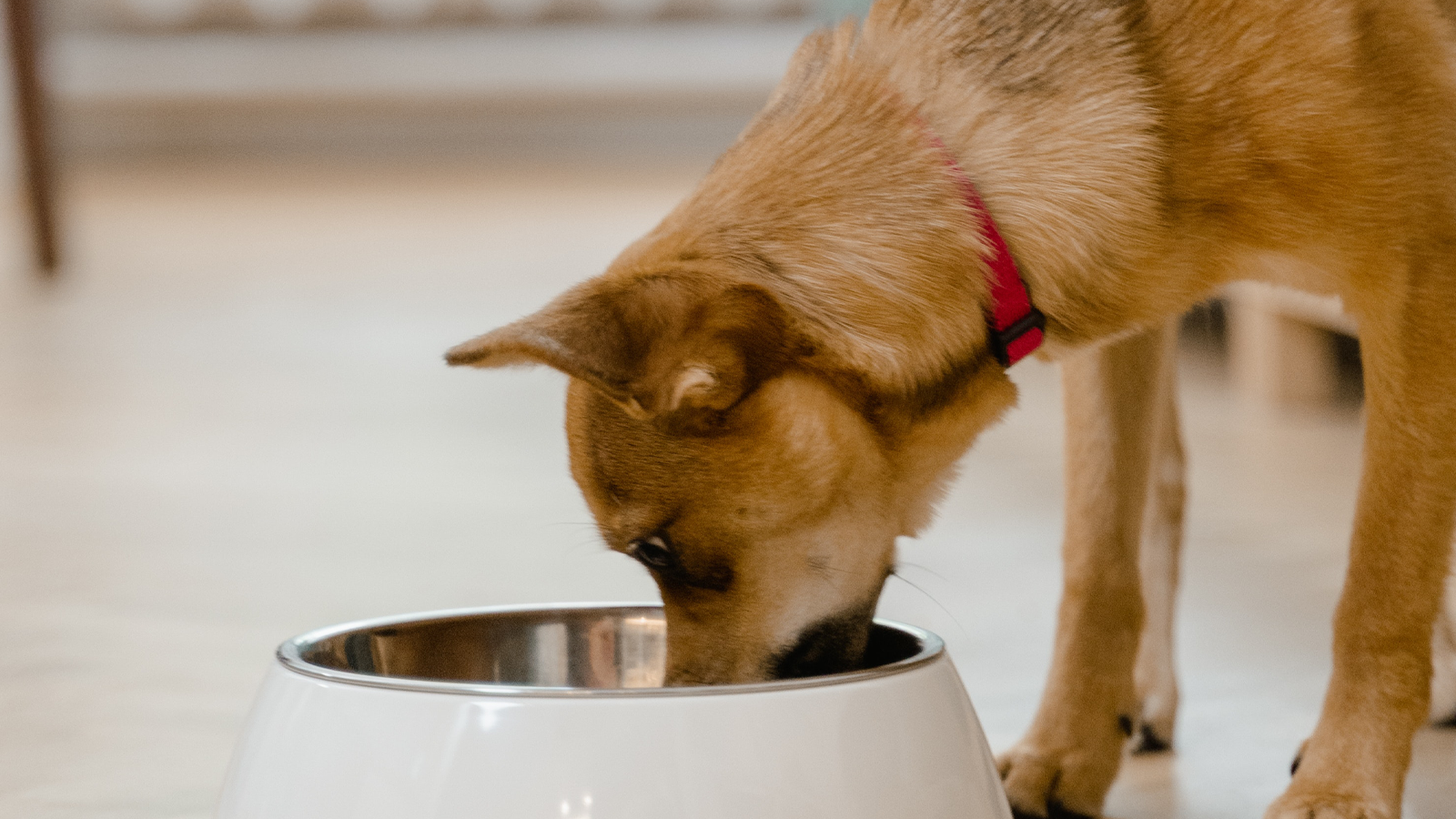 Puppy Feeding Guide for New Owners | Open Farm