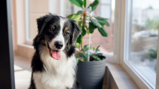 Best Dog Food for Australian Shepherd