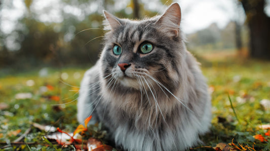 From Farm to Bowl: How Sustainable Cat Food Can Help Alleviate Your Cat’s Environmental Allergies