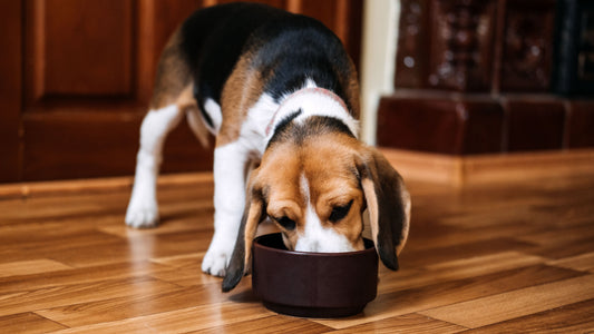 How Long Can Wet Dog Food Sit Out