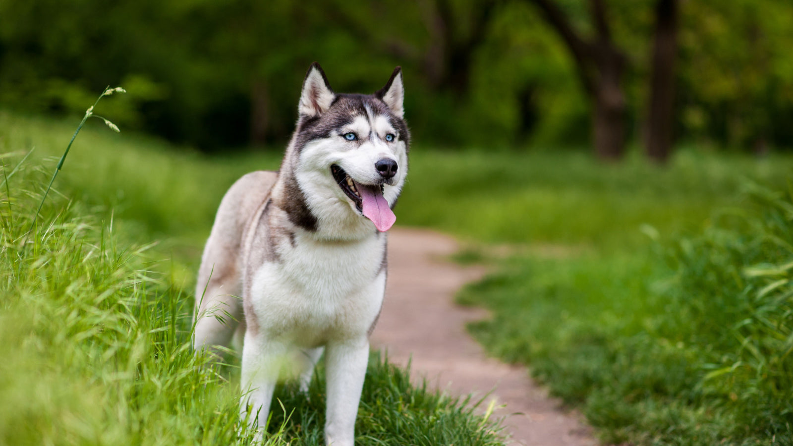 Best wet dog food for huskies best sale