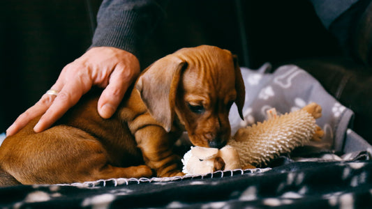 3 Tips for First Time Dog Owners